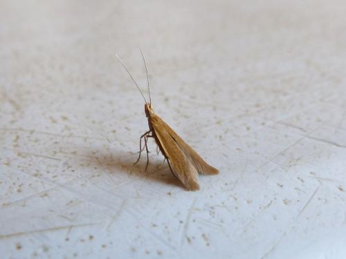 Coleophora ochripennella